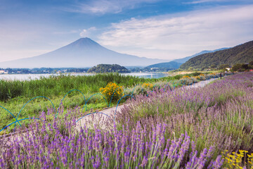 Fototapeta na wymiar Fuji Mountain and Lavender Field in Summer Cloudy Day, Oishi Park, Kawaguchiko Lake, Japan