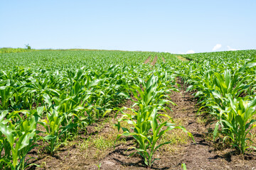 緑のトウモロコシ畑
