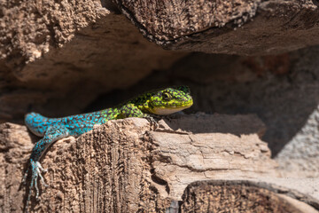 lizard on a stone