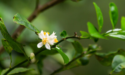 Lemon flowers and leaves in the background blur.