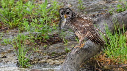 A Barred Owl Catches a Fish in a Creek in the Chickasaw State Park  in Oklahoma
