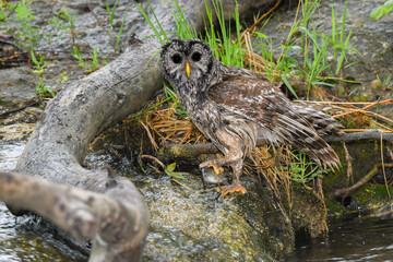 A Barred Owl Holds a Fish After Catching It in a Creek in the Chickasaw State Park in Oklahoma in Spring