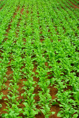 어린 채소밭 전경