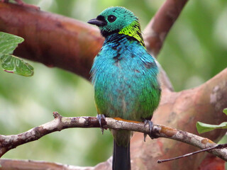 Saíra-sete-cores - Tangara seledon