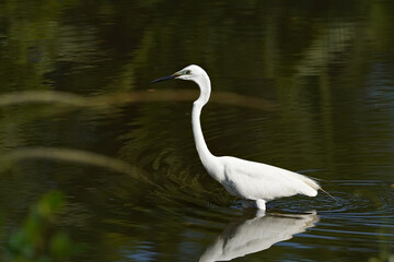Naklejka premium Little Egret on a pond