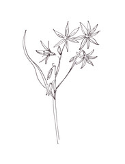 blooming spring goose bow, graphic black and white sketch on white background, botanical sketch