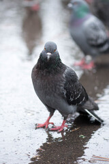 insolent pigeon standing wet in the rain