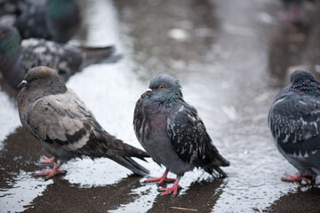 rain outside in the park with pigeons