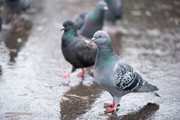 a few pigeons stand on the sidewalk wet