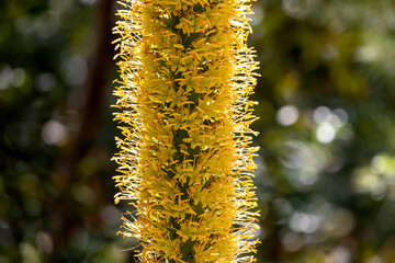 Bright yellow closeup of yellow Banksia