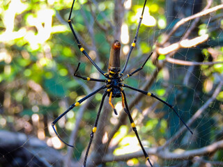 spider, Whitsundays, Queensland, Australia