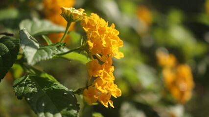 A bunch of tiny yellow coloured  flowers   with background bokeh