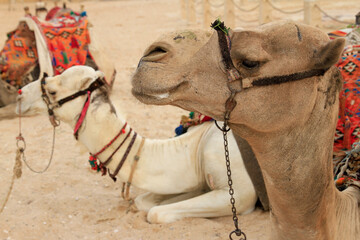 Close up of camels with bridles and saddles at the pyramids of Giza, Egypt