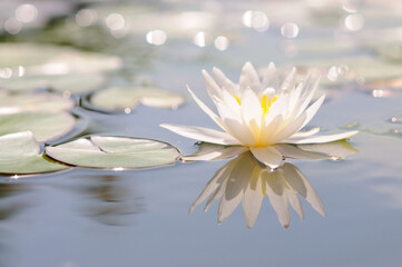 White Water Lily