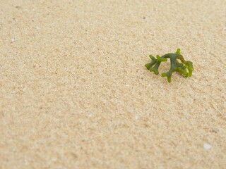 ビーチの砂1　海藻
