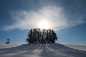 真冬のマイルドセブンの木
