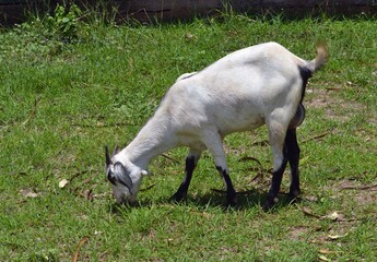 Obraz premium goat on the meadow