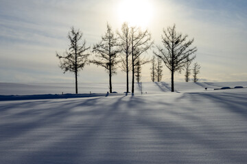 美瑛町の冬景色 マイルドセブンの丘
