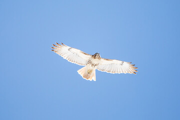 hawk in flight