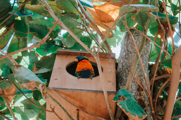 bird in birdhouse
