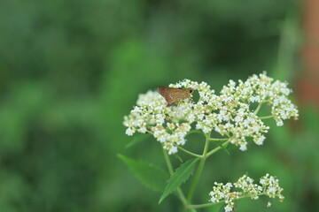 Butterflies perching on Eupatorium japonicum(Fuji Bakama) with in  hakone