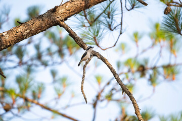 Blyth 's Shrike Babbler