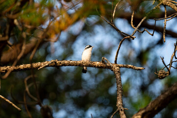 Blyth 's Shrike Babbler