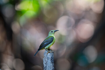 Brown - throated Sunbird