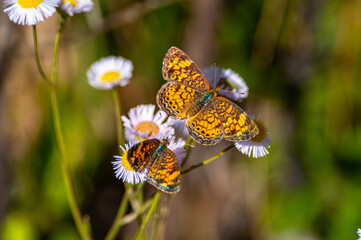 Two Pearl Crescent Butterflies on Eastern Daisy Fleabane