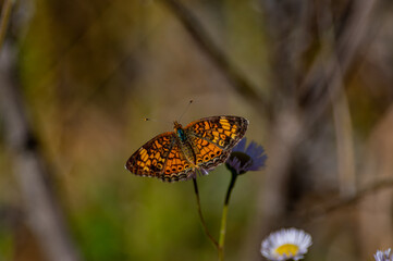 Pearl Crescent Butterfly with Wings Flat on Eastern Daisy Fleabane