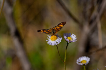 Pearl Crescent Facing Camera on Eastern Daisy Fleabane