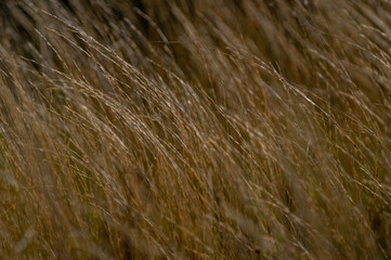 Blowing Savanna Grass Background