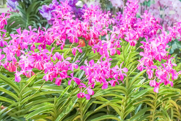 Group Pink orchid flowers in the garden