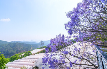Jacaranda flowers bloom in the sunny sky when spring comes
