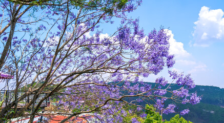 Jacaranda flowers bloom in the sunny sky when spring comes