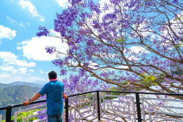 Man stands watching the Jacaranda flowers blooming brilliantly in a sunny morning in the highlands