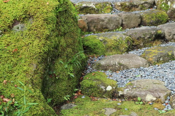 Fototapeta na wymiar Moss garden and flowers seen in the Japanese garden,japan,kanagawa