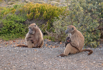 Two Baboon mothers in Cape Point National Park in Cape Town South Africa RSA