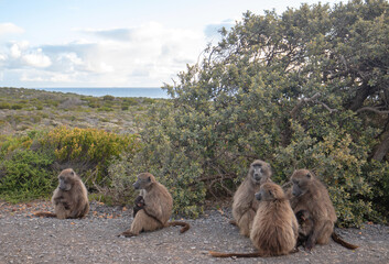 Troop of Baboon mothers with babies in Cape Point National Park in Cape Town South Africa RSA