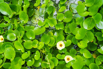 green leafs of Eichhornia Crassipes