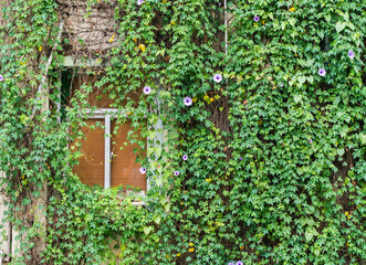 window shutter with ivy on old house wall