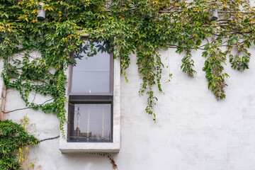 window shutter with ivy on old house wall