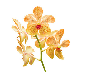 Fototapeta na wymiar yellow orchid isolated on white background with clipping path