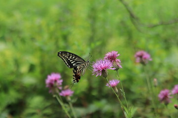 Flowers and landscapes seen at the Botanical Garden of Wetlands,japan,kanagawa,