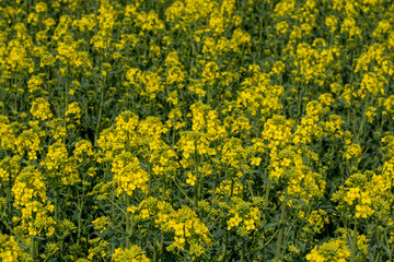 Flowering rapeseed , canola or colza (Brassica Napus). Plant for green energy and oil industry. Biodiesel. Blooming rapeseed.