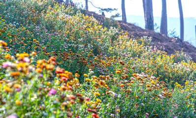 Xerochrysum bracteatum flower fields bloom brightly on a hillside on a sunny summer morning. The flower symbolizes eternal love, although it is dead but still retains its original color