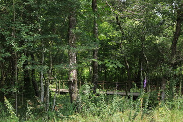 Flowers and landscapes seen at the Botanical Garden of Wetlands,japan,kanagawa,