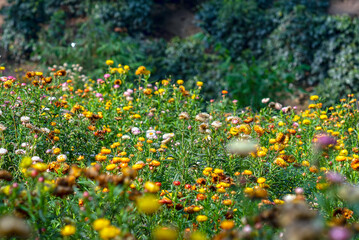 Xerochrysum bracteatum flower fields bloom brightly on a hillside on a sunny summer morning. The flower symbolizes eternal love, although it is dead but still retains its original color