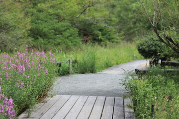 Flowers and landscapes seen at the Botanical Garden of Wetlands,japan,kanagawa,
