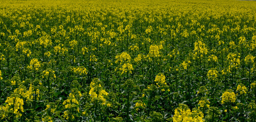 Flowering rapeseed , canola or colza (Brassica Napus). Plant for green energy and oil industry....